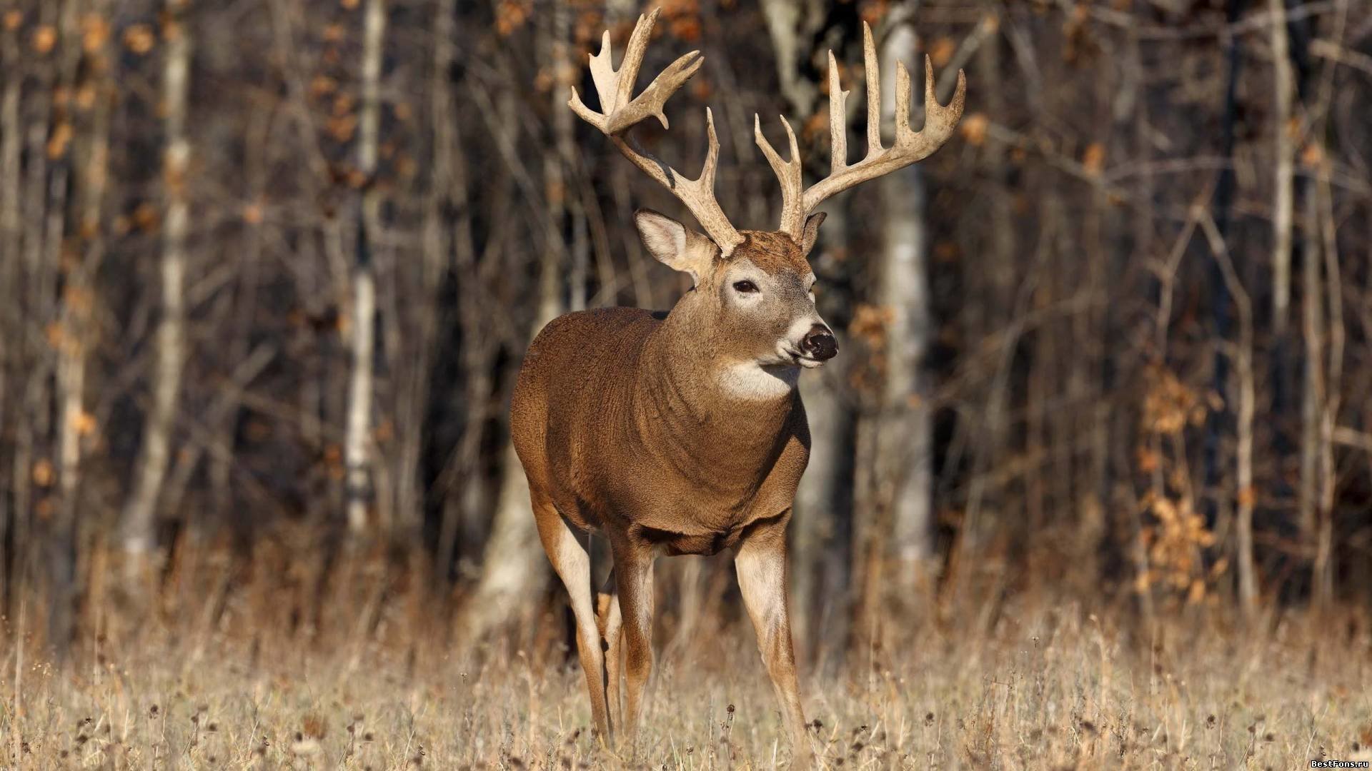 Download Hd Deer Pc Background Id - Whitetail Deer - HD Wallpaper 