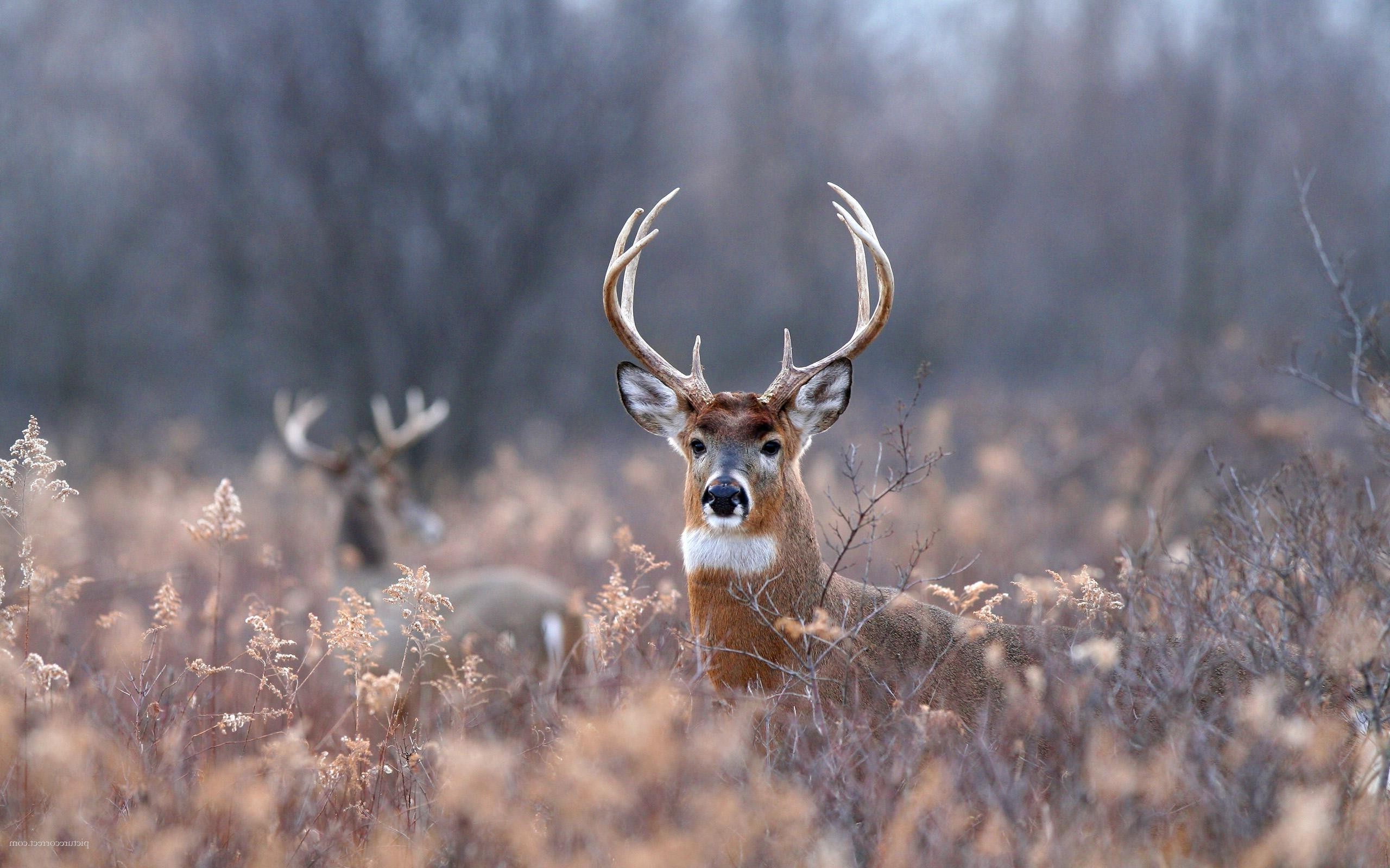 Deer Wallpaper Hd - HD Wallpaper 