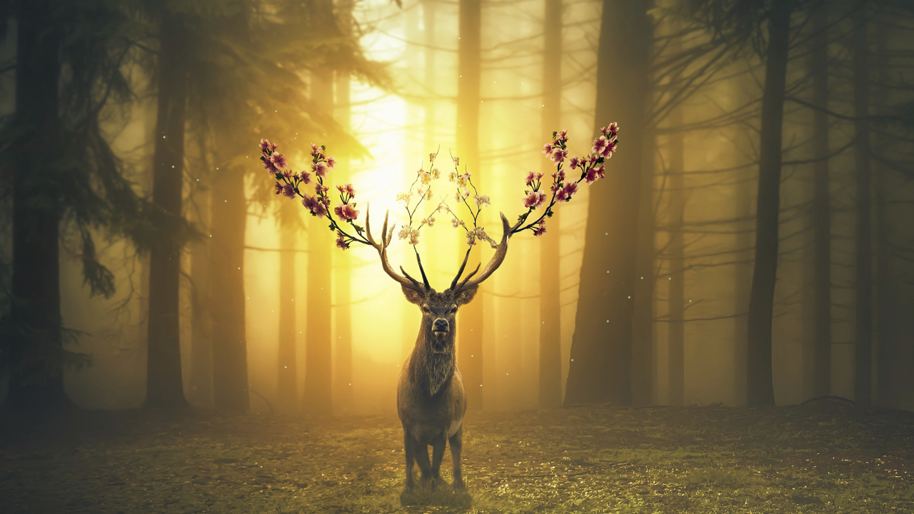 Forest Wallpaper Deer - HD Wallpaper 