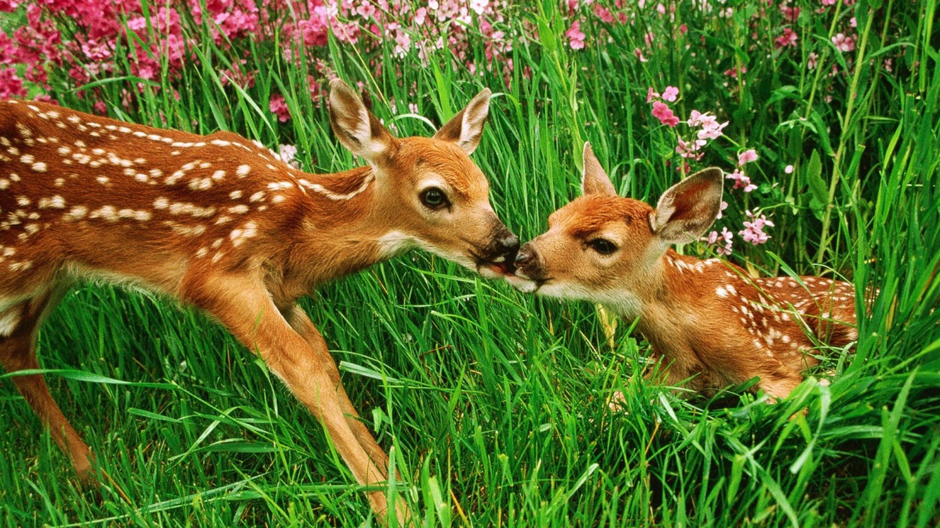 Baby Deer Wallpaper Hd - HD Wallpaper 