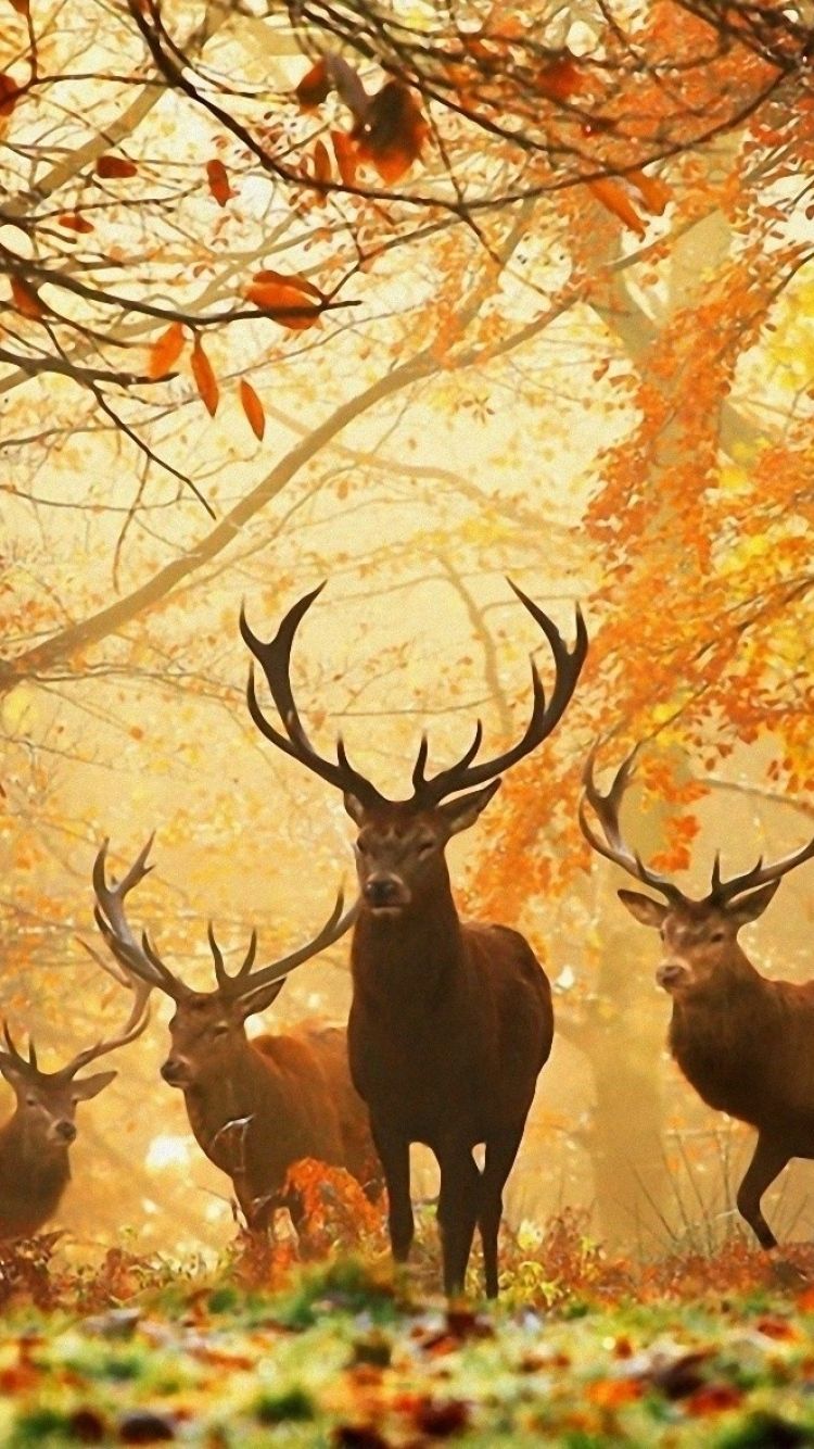 Deer Wallpaper Hd - HD Wallpaper 