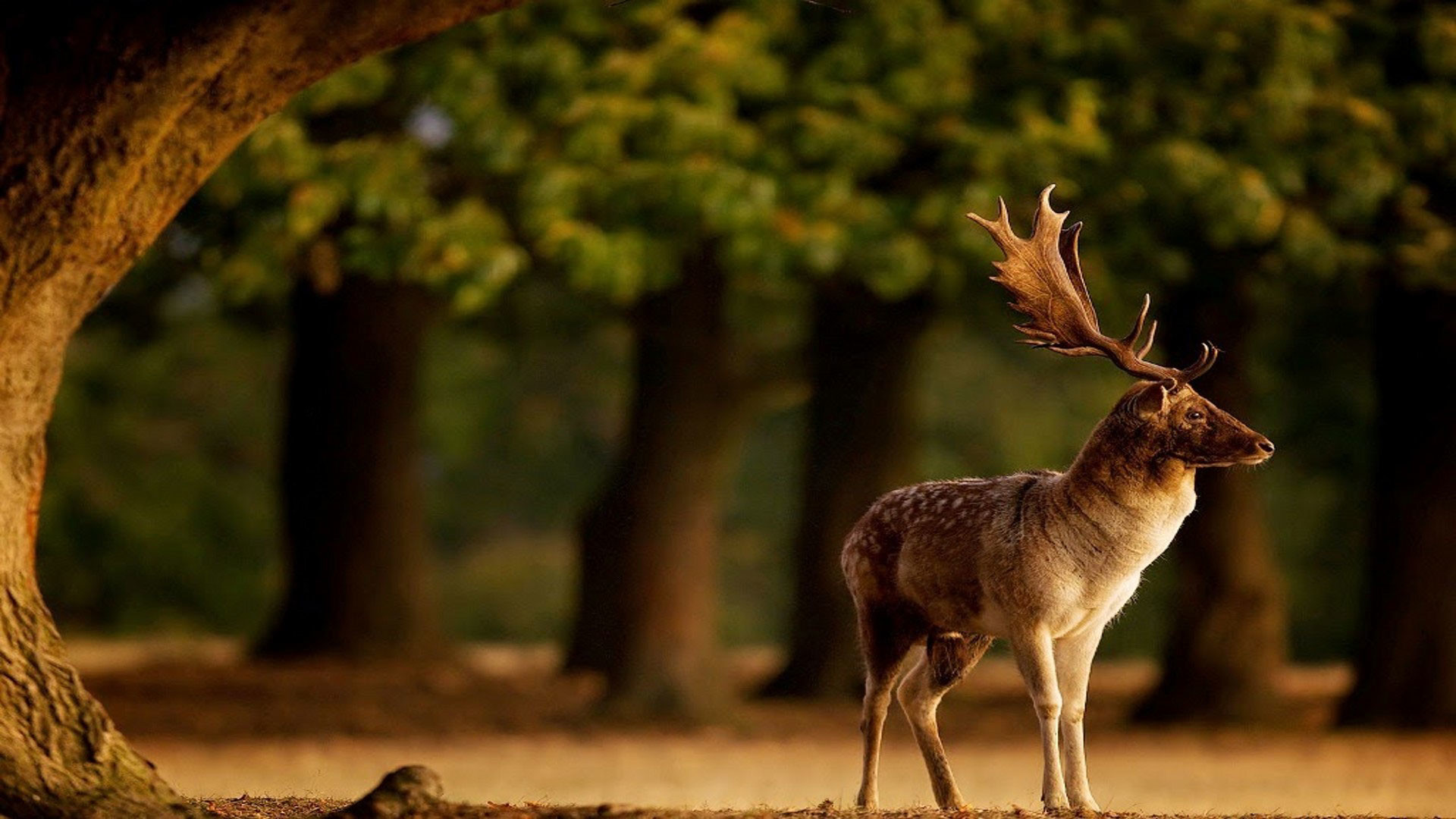Hd Pics Photos Beautiful Deer Male Big Horn Forest - National Geographic Photo Composition Rule Of Thirds - HD Wallpaper 