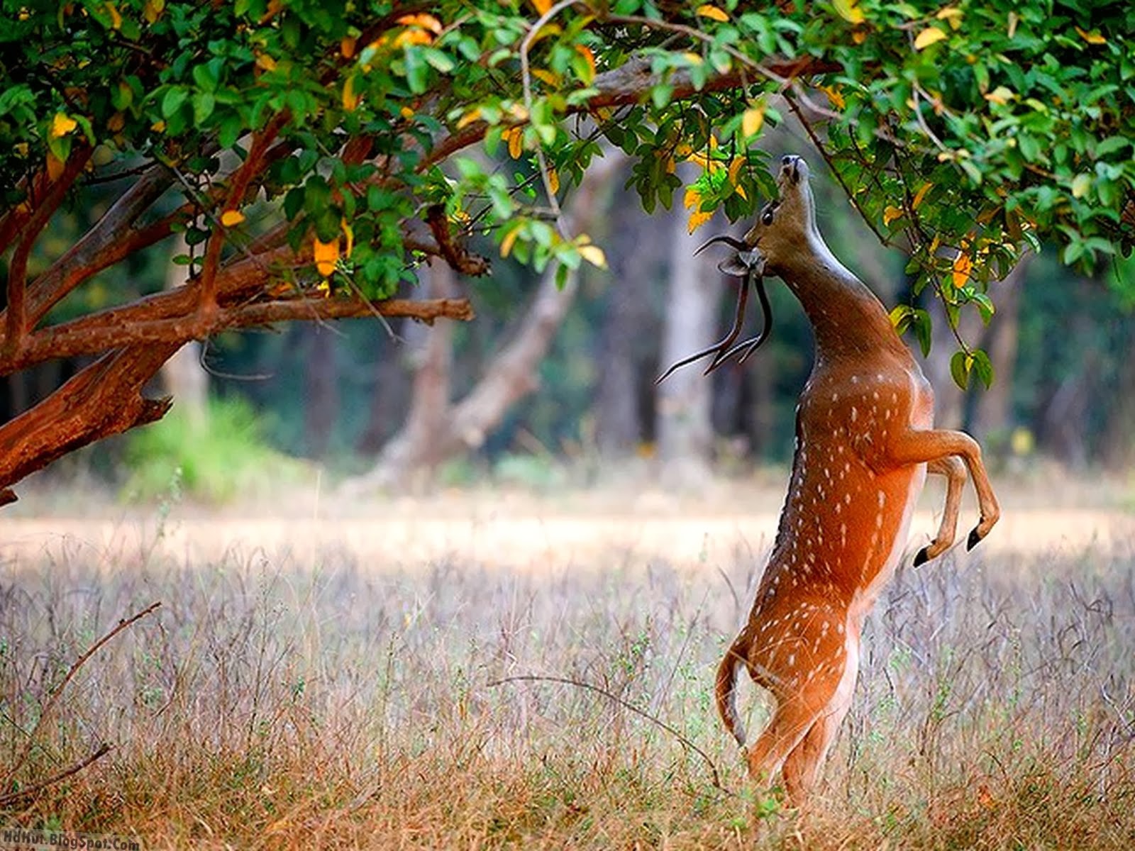Deer Hd Wallpaper Download - HD Wallpaper 