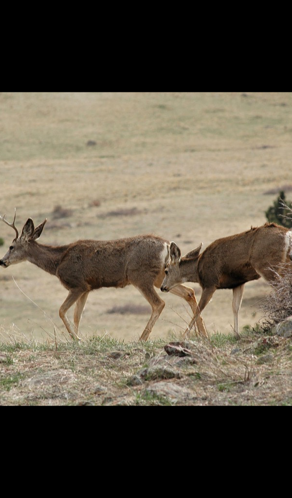 White-tailed Deer - HD Wallpaper 