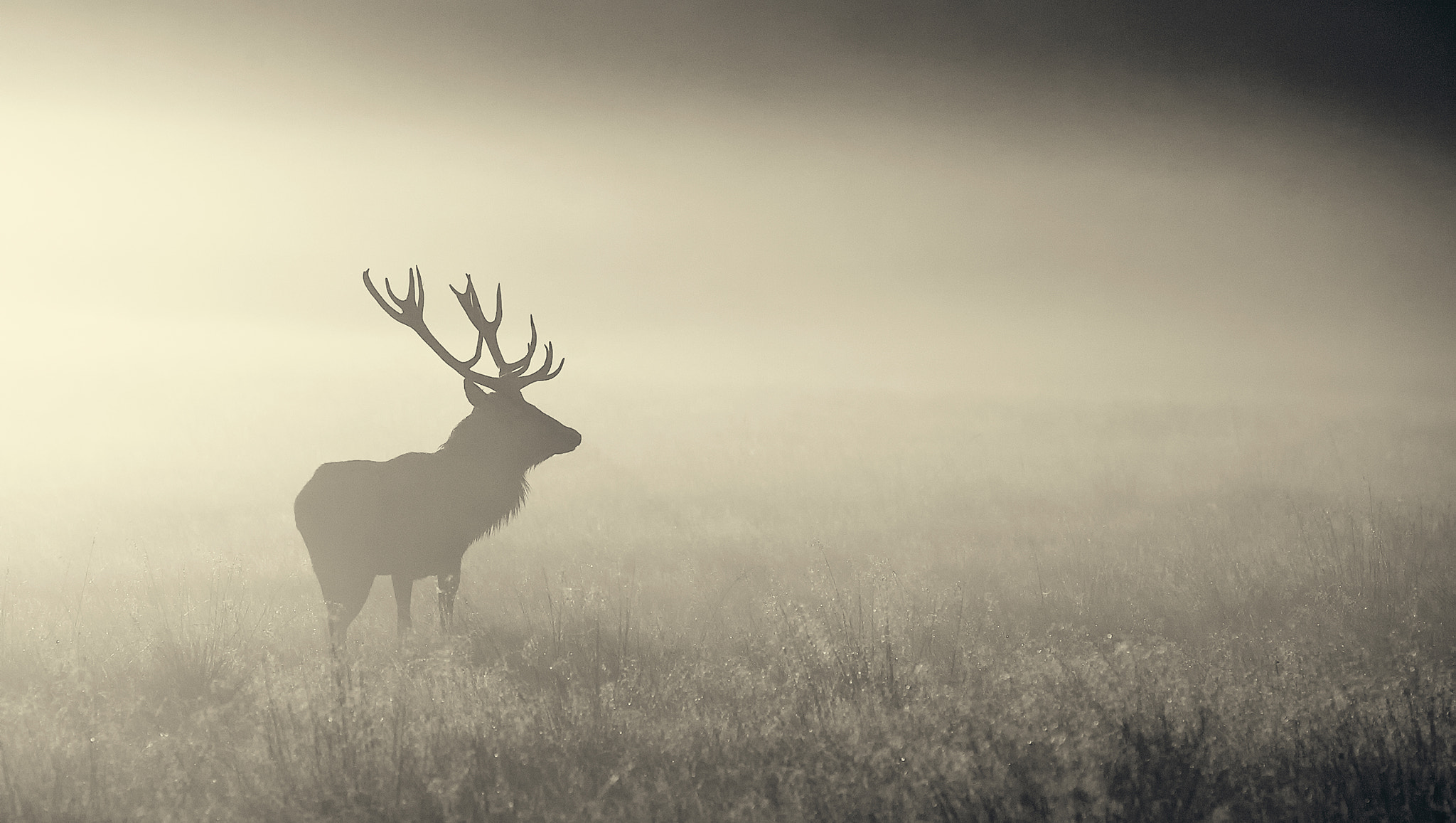 Deer Wallpaper Hd - HD Wallpaper 