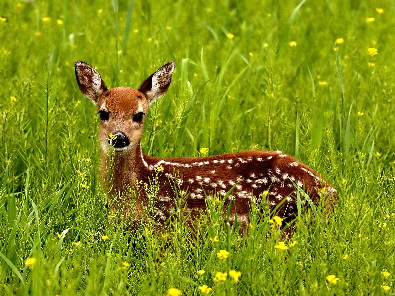 13 Best Hd Deer Wallpapers - 1600x1200 Wallpaper 13 Best Hd Deer Wallpapers - 1600x1200 Wallpaper