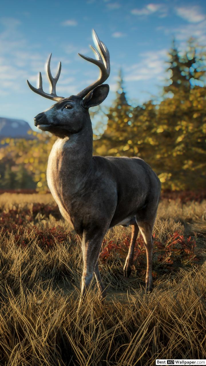 Hunting - HD Wallpaper 