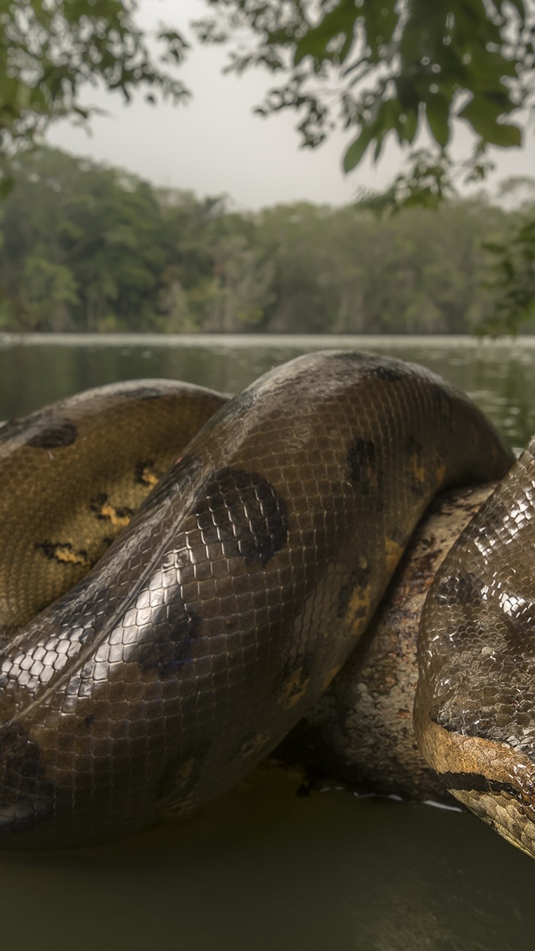 Anaconda, Wild, Snake, Lake, Reptiles - Anaconda Snake Hd - HD Wallpaper 