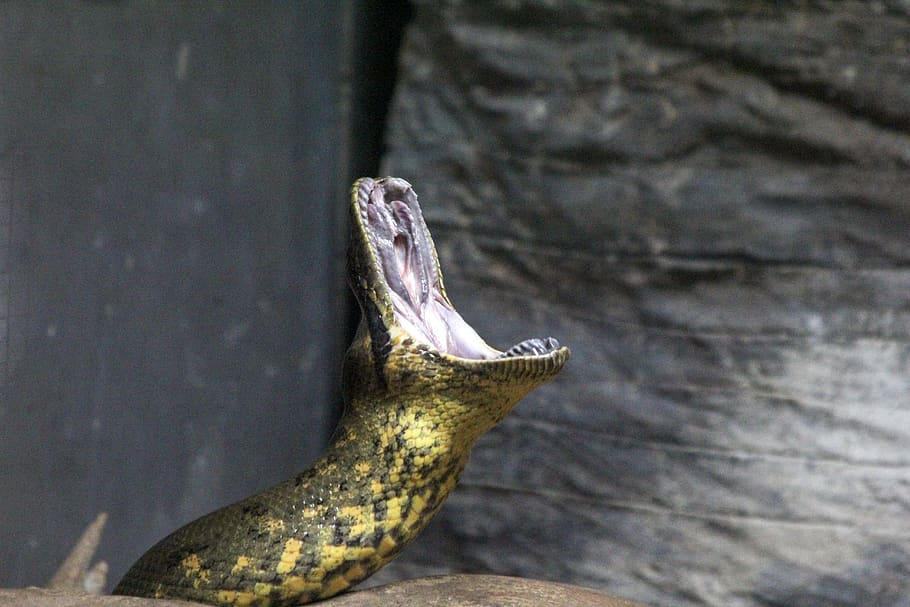 Animal, Snake, Anaconda, Reptile, Lizard, Zoo, Snakes, - Snake - HD Wallpaper 