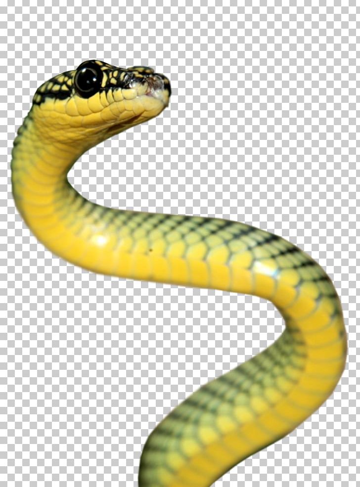 Rattlesnake Reptile Vipers Elapidae Png, Clipart, Anaconda, - Hd Iphone Wallpapers Snakes - HD Wallpaper 