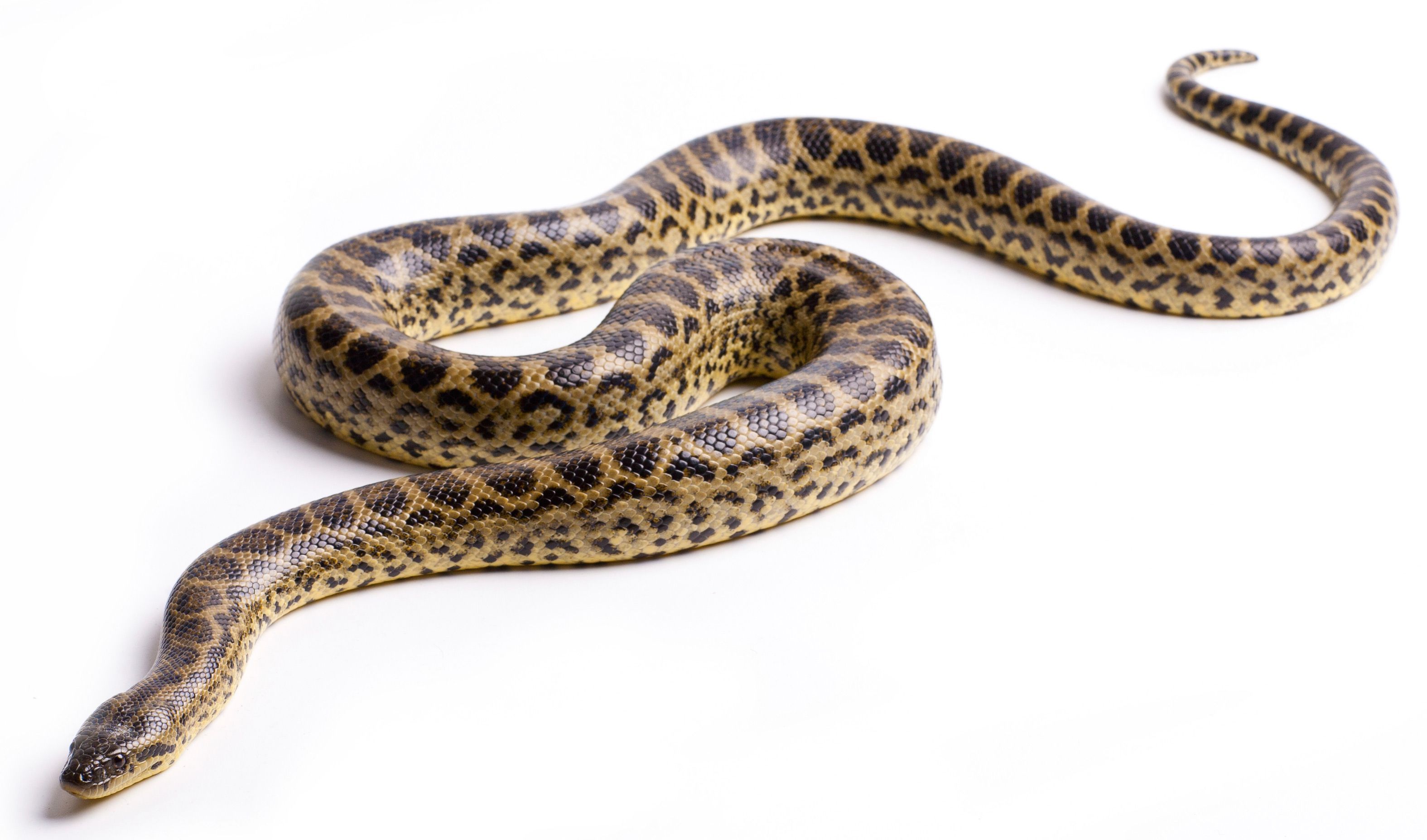 Anaconda Wallpaper Pack - Green Anaconda Png - HD Wallpaper 