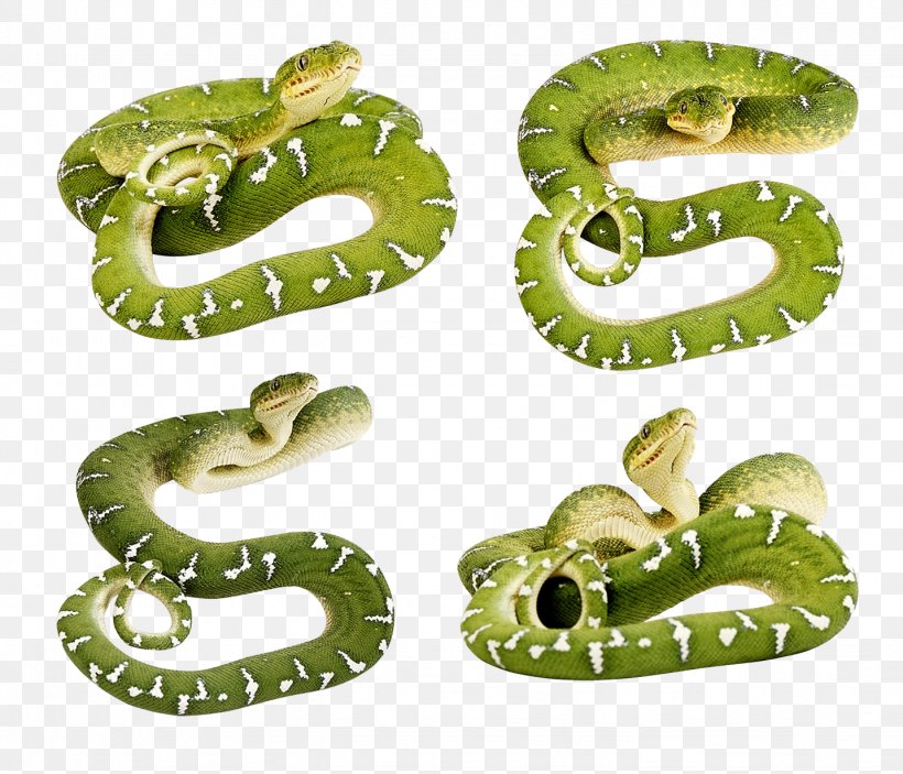 Smooth Green Snake Desktop Wallpaper Clip Art, Png, - Green Snake No Background - HD Wallpaper 