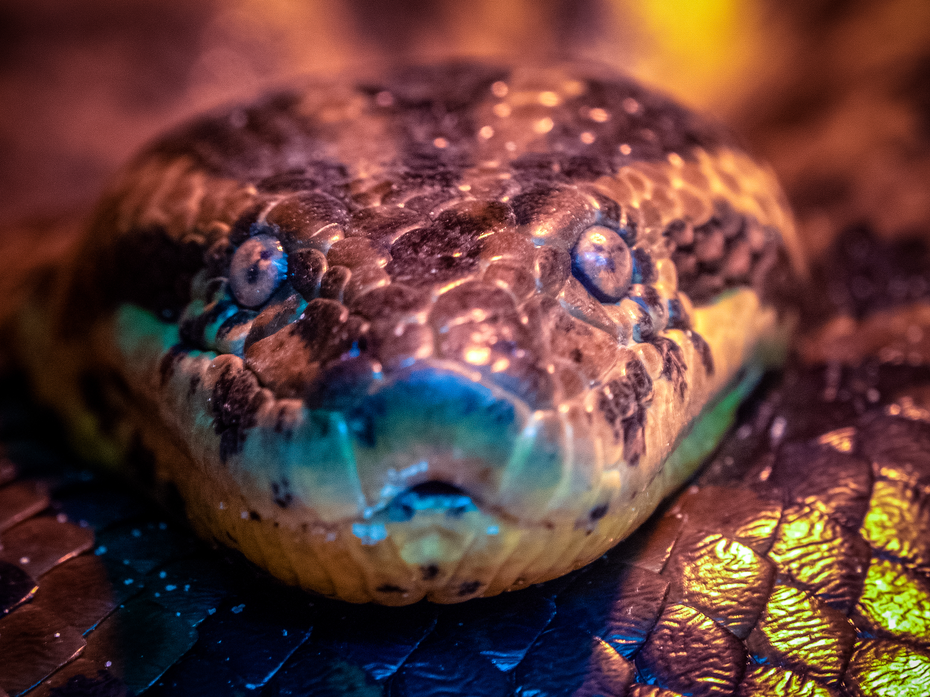 Anaconda Snake - HD Wallpaper 