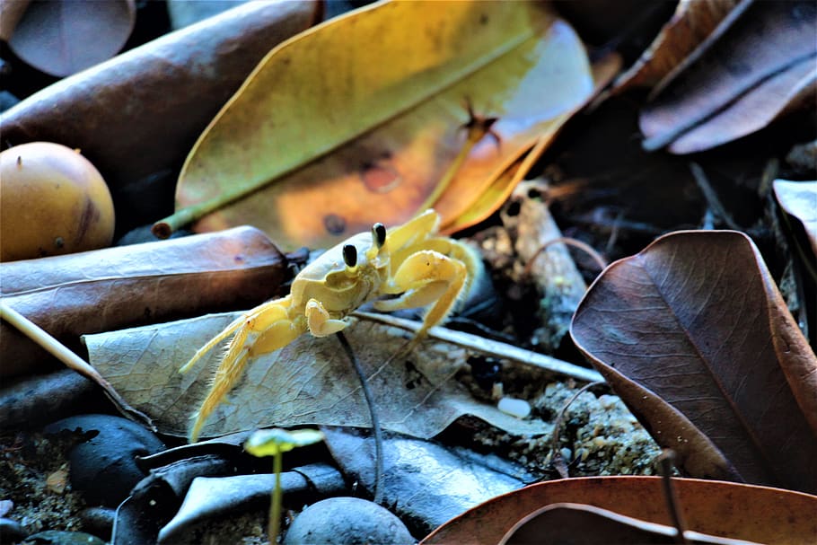 Nature, Siri, Animal, Beauty, Color, Yellow, Garden, - Decapoda - HD Wallpaper 