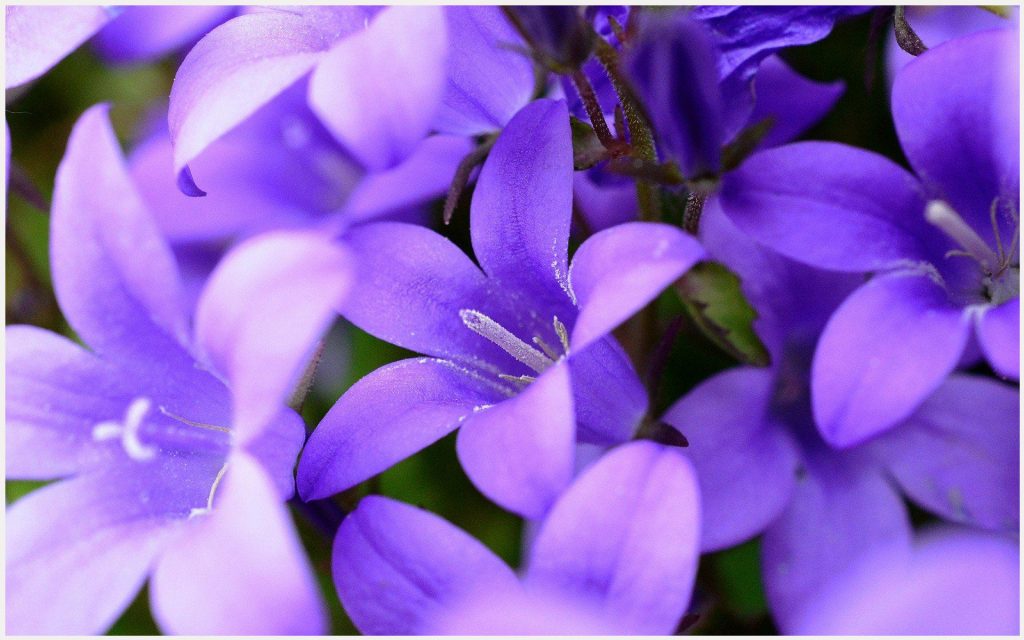 Purple Flowers Blooming Hd Purple Flowers Blooming - Hd Stylish Wallpaper Of Flowers - HD Wallpaper 