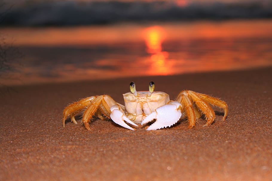 Brown Crab On Seashore During Golden Hour, Siri, Beach, - Crabs On The Sea Shore - HD Wallpaper 