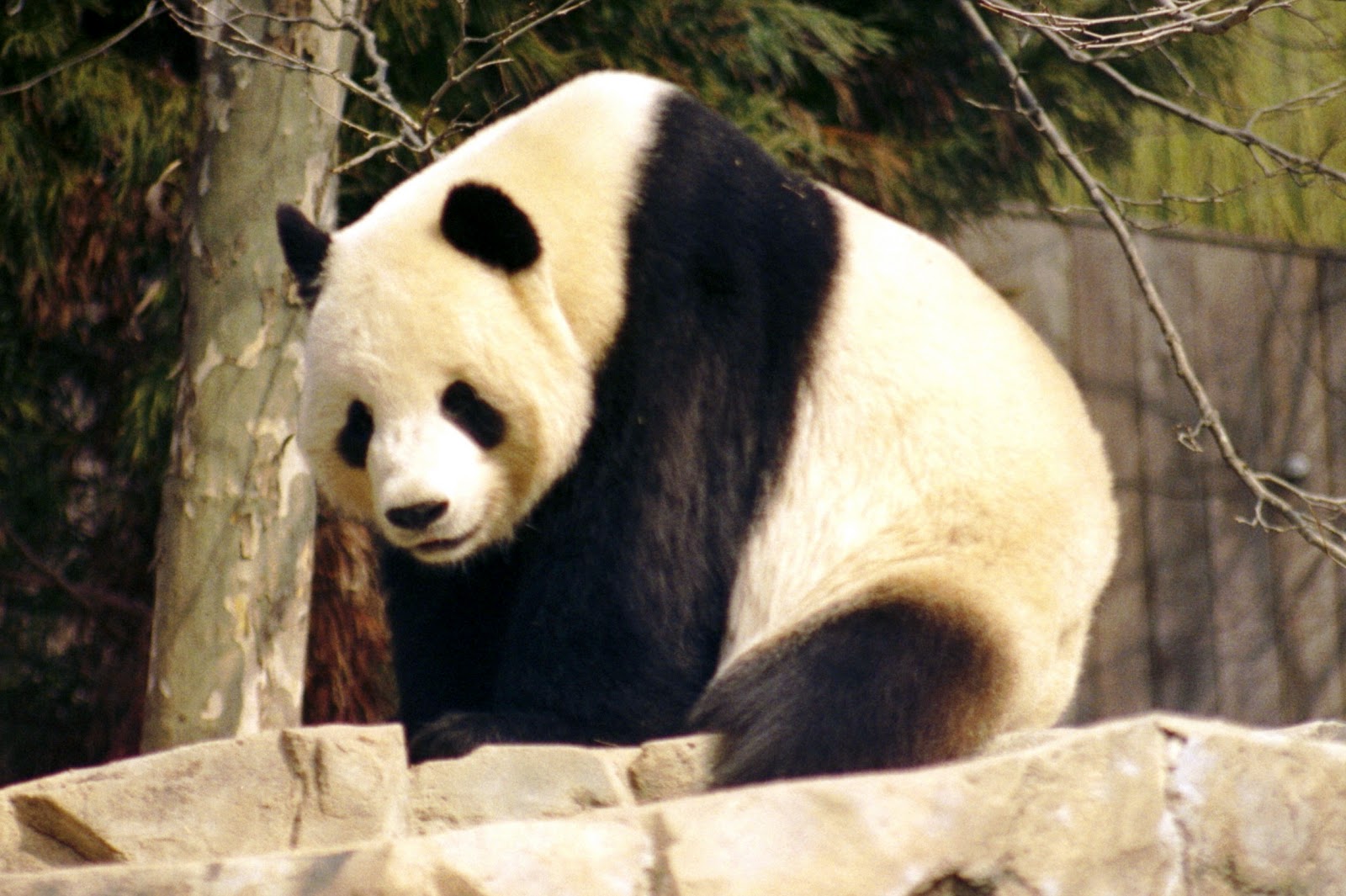 Giant Panda - HD Wallpaper 