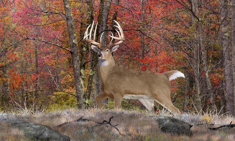 Whitetail Buck In Fall - HD Wallpaper 