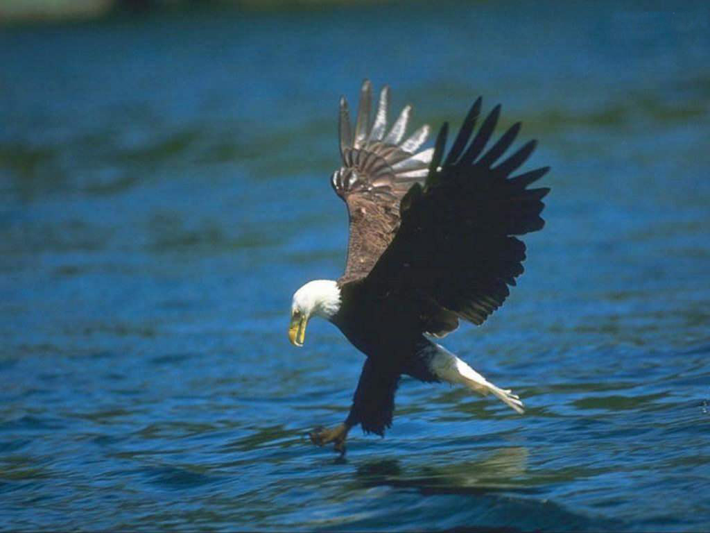 Eagle Hunting Pictures - Flying Hawk - HD Wallpaper 