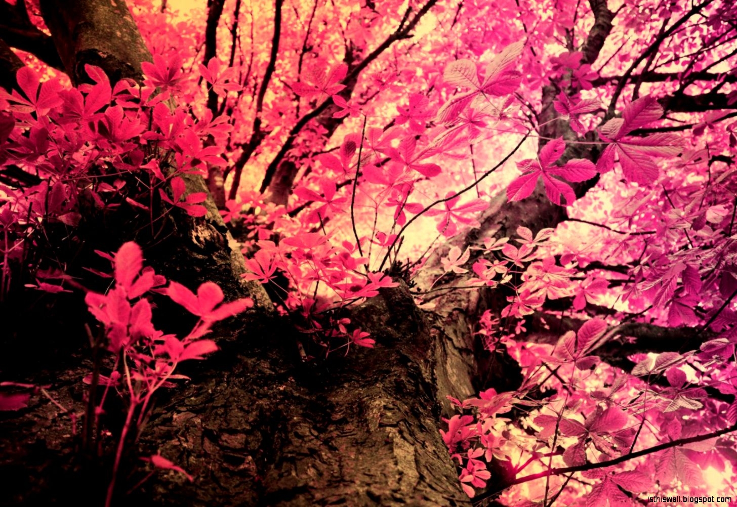 Pink Leaves - HD Wallpaper 