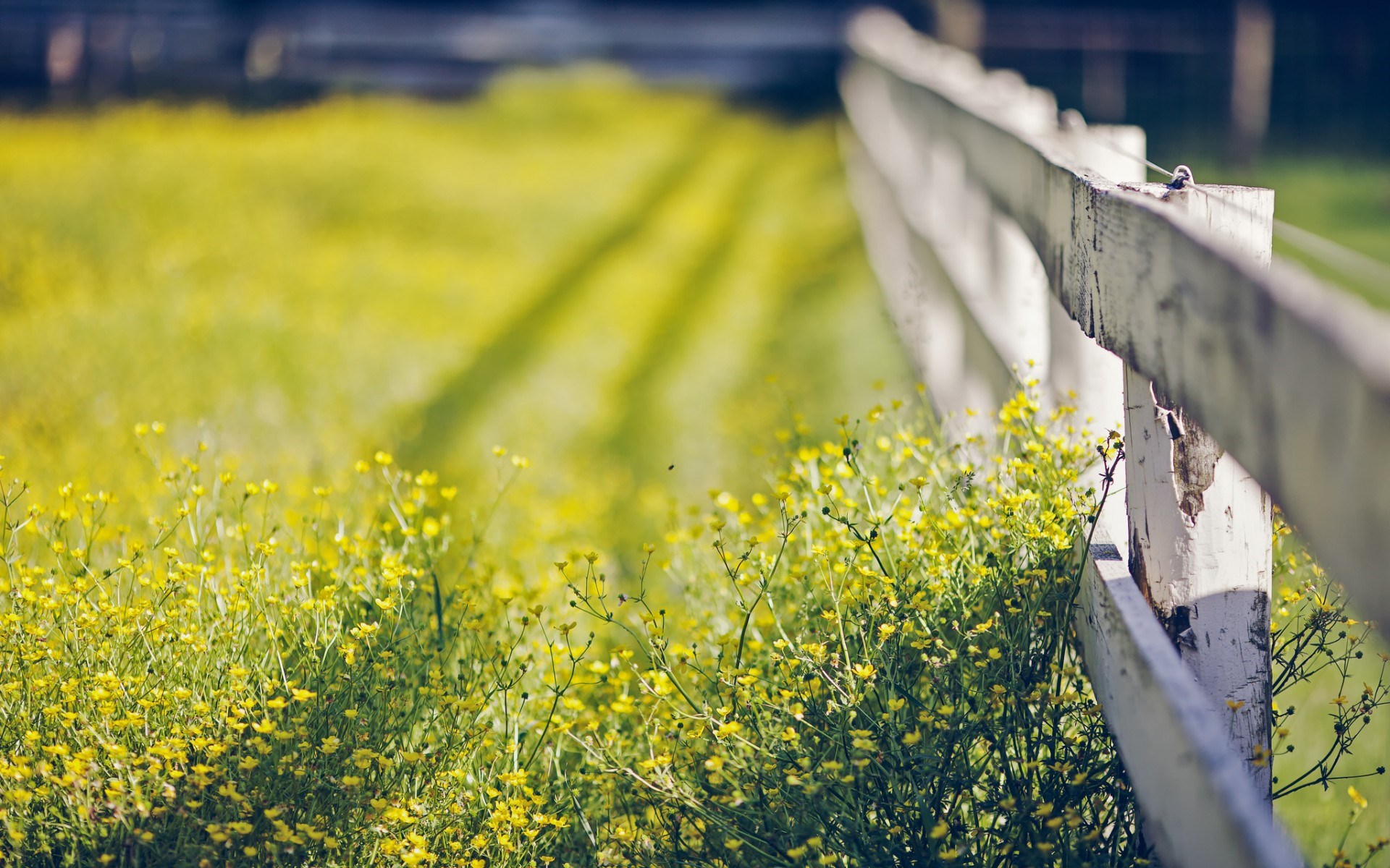 Desktop Backgrounds Yellow Flowers - HD Wallpaper 