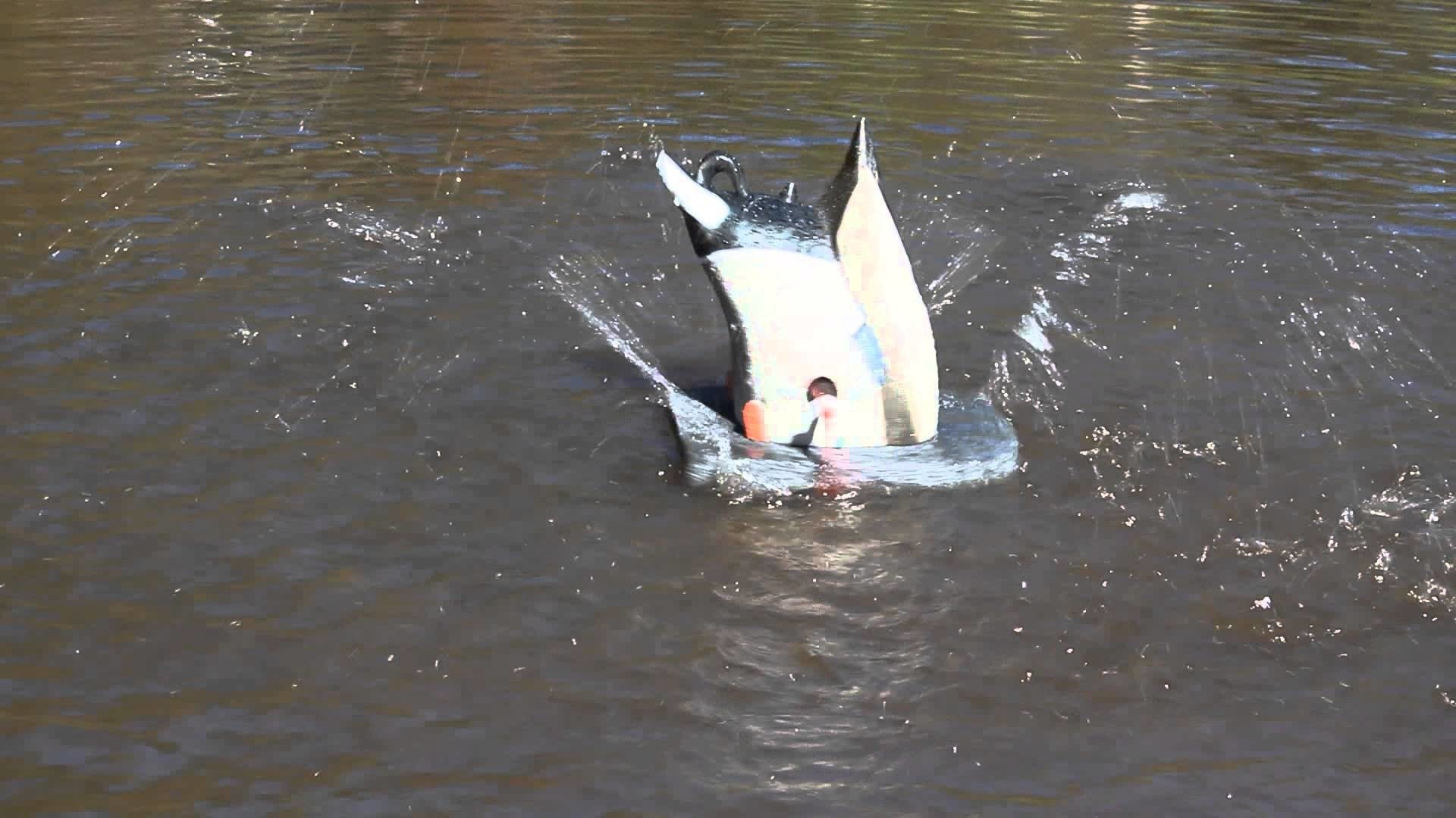 Drake Waterfowl Wallpaper - Mallard - HD Wallpaper 