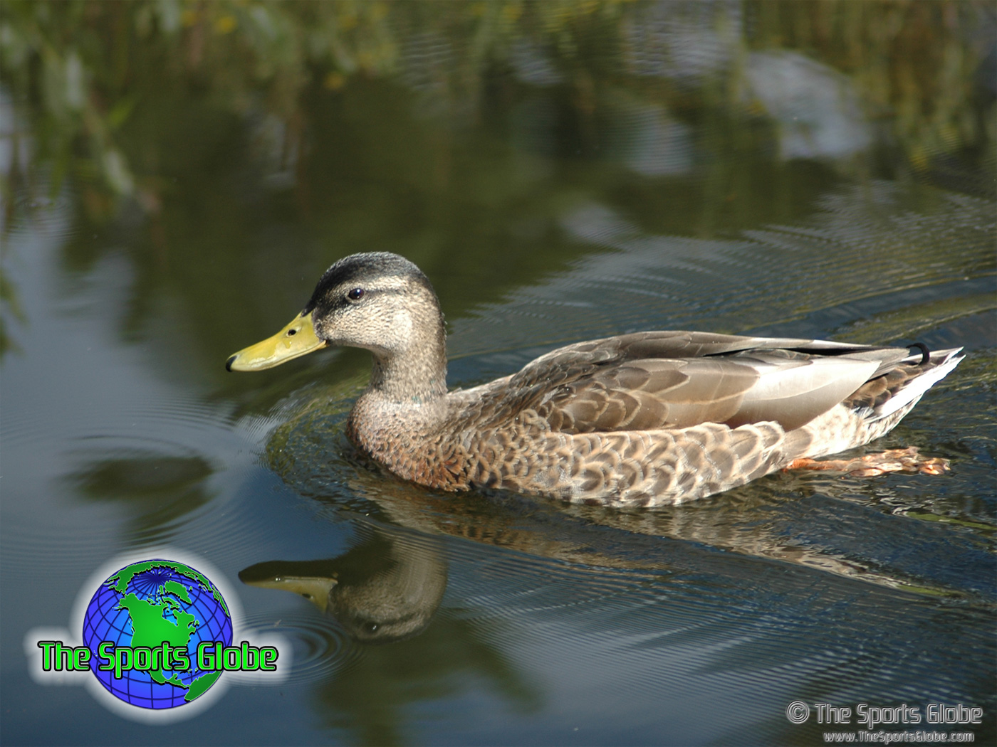 Mallard - HD Wallpaper 