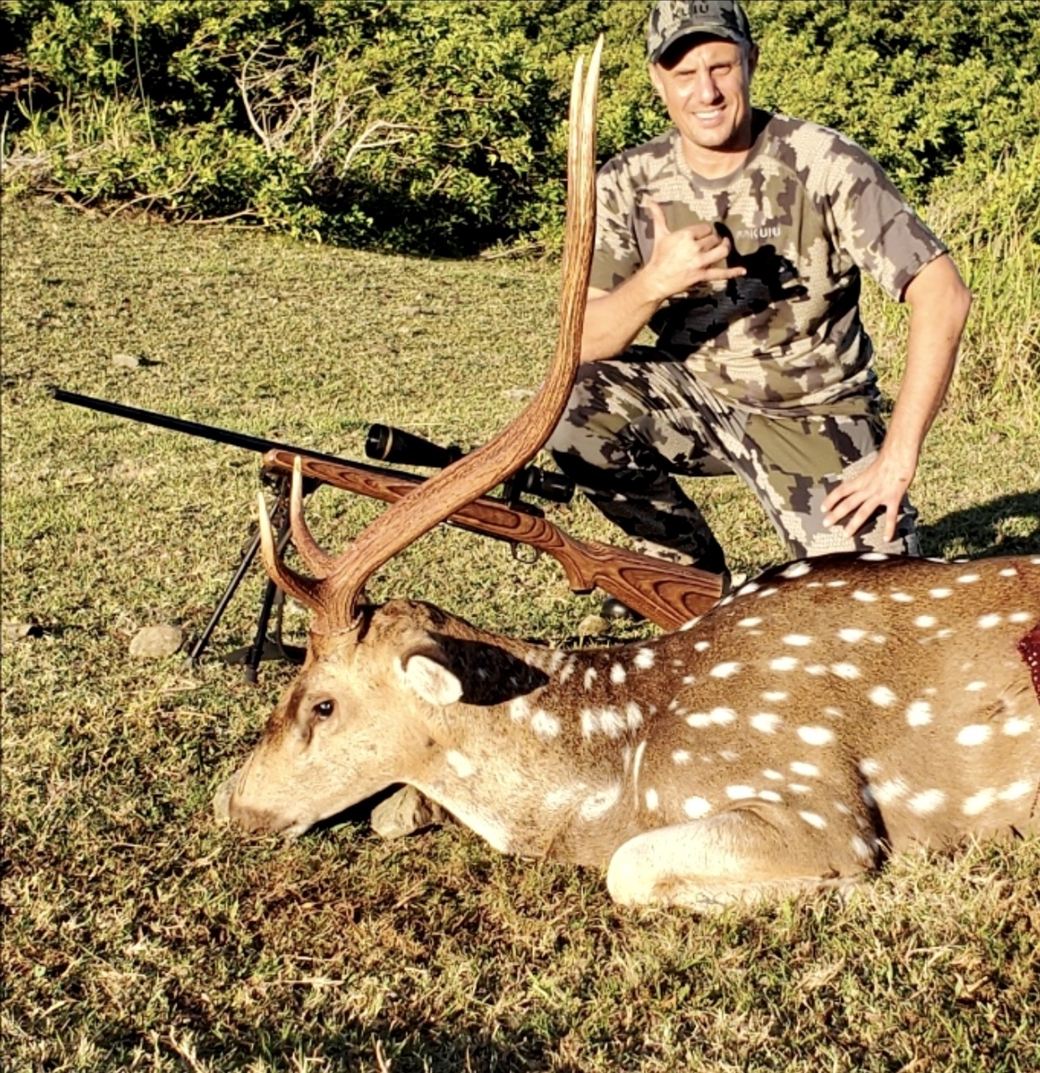 Reindeer - HD Wallpaper 