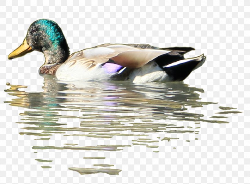 Duck Mallard Bird Desktop Wallpaper, Png, 950x700px, - Wild Duck Swimming  Clipart Png - 820x604 Wallpaper 