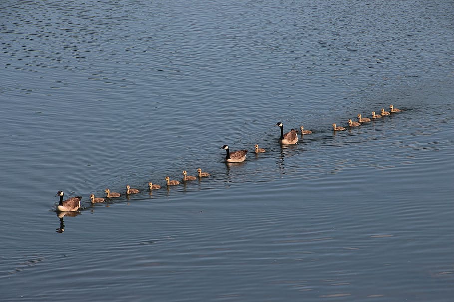 Floating Duck Align On Water, Geese, Goose Family, - Mallard - HD Wallpaper 
