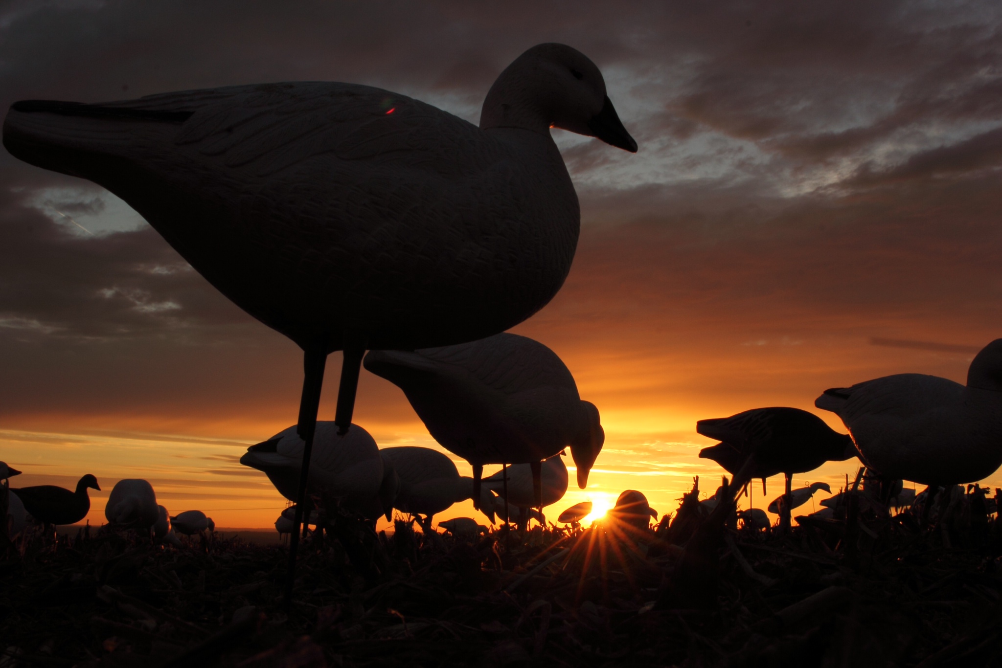 Cool Goose Hunting - HD Wallpaper 