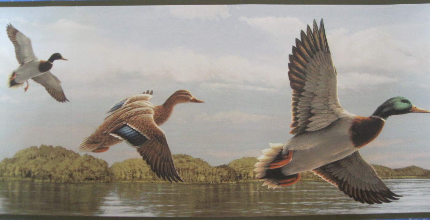 Mallard - 1400x717 Wallpaper - teahub.io