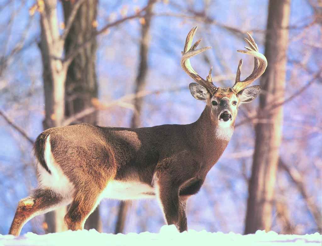 White Tailed Deer In Snow - HD Wallpaper 