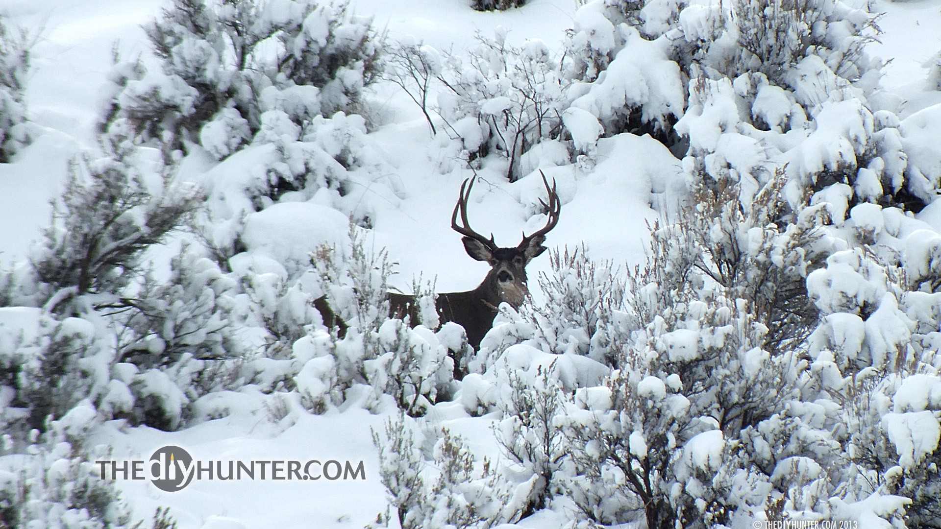 Whitetail Deer In Snow - HD Wallpaper 