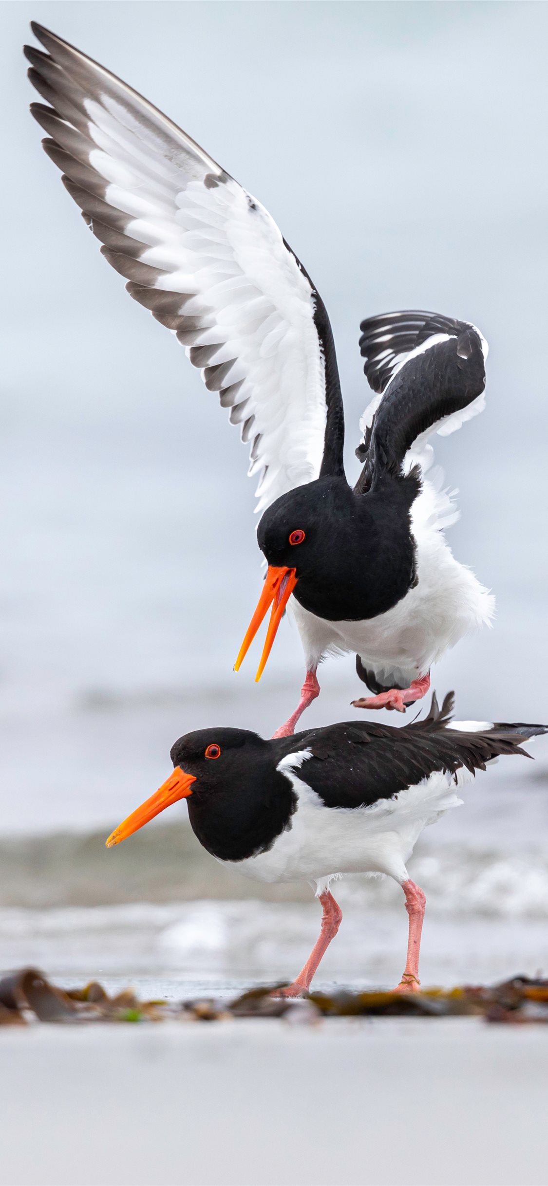 Birds - HD Wallpaper 