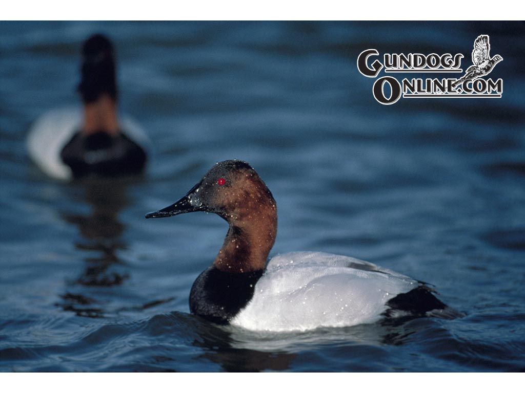Canvasback Duck - HD Wallpaper 