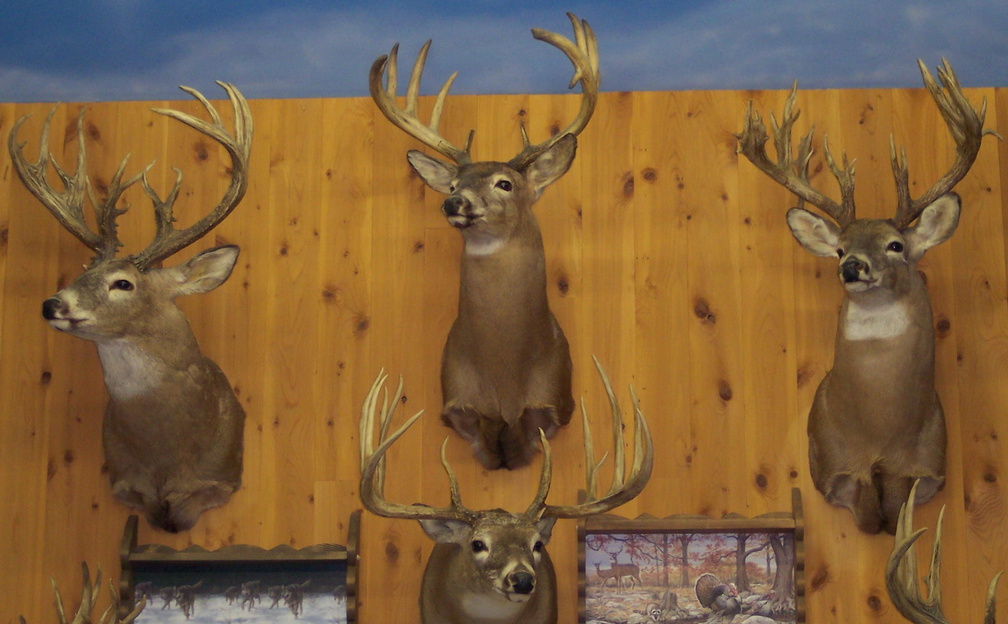 Mounted Deer Heads - HD Wallpaper 