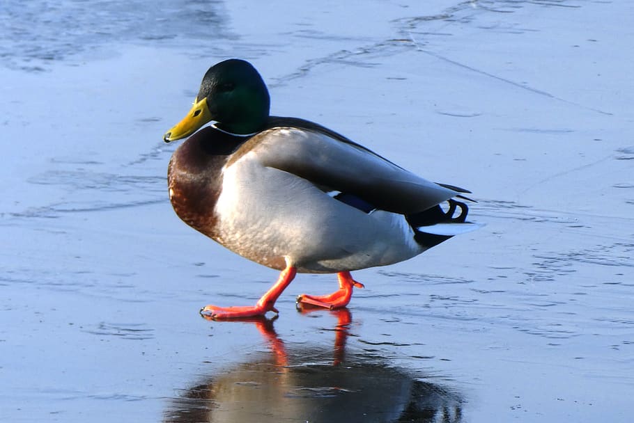 Duck, Ditch, Frozen, Ice, Nature, Plumage, Reflection, - Mallard - HD Wallpaper 