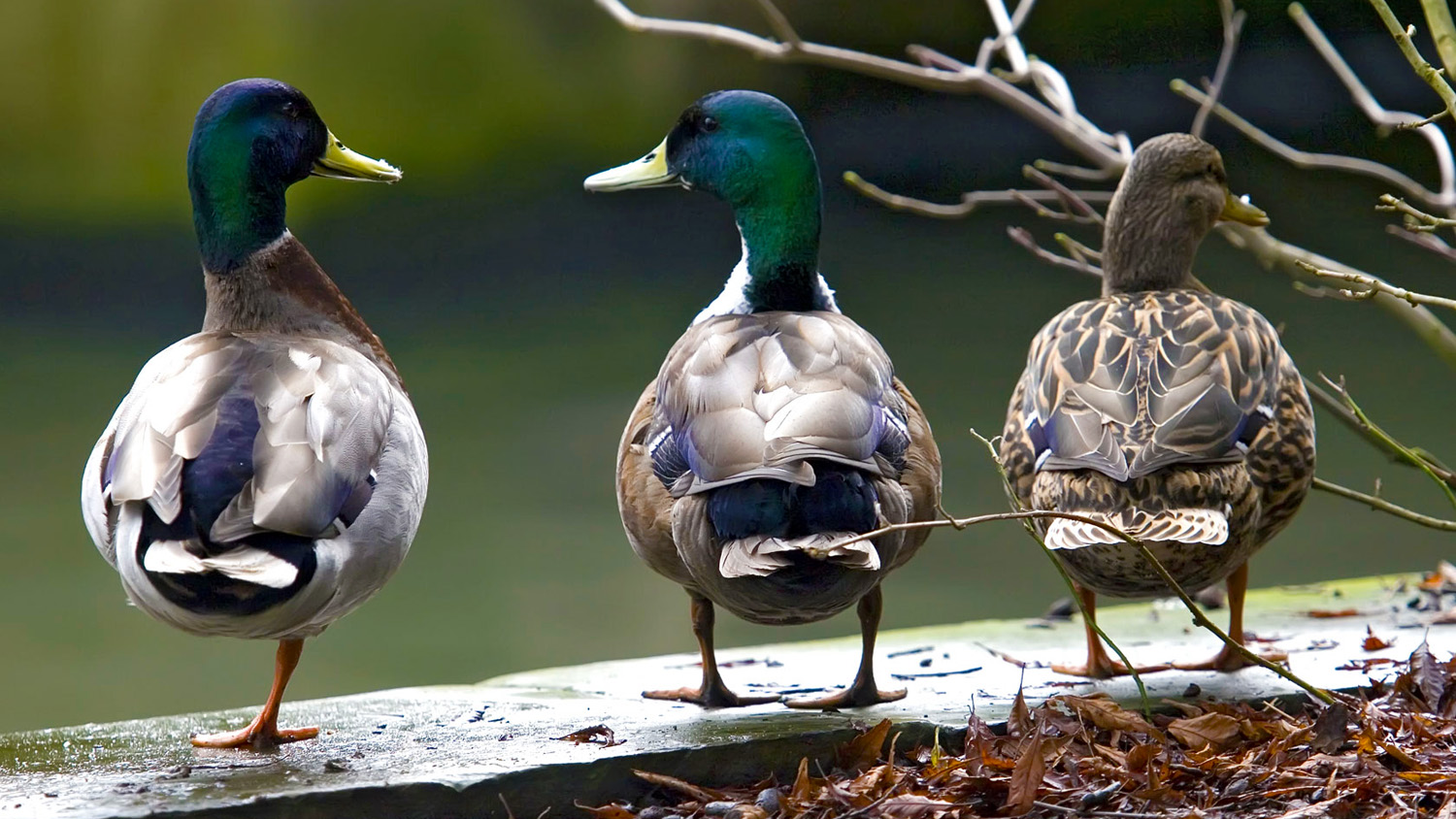 Mallard Ducks - HD Wallpaper 