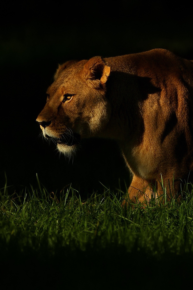 Wallpaper Lion, Shadow, Dark, Grass, Walking, Hunting, - Animal Hunting In The Dark - HD Wallpaper 