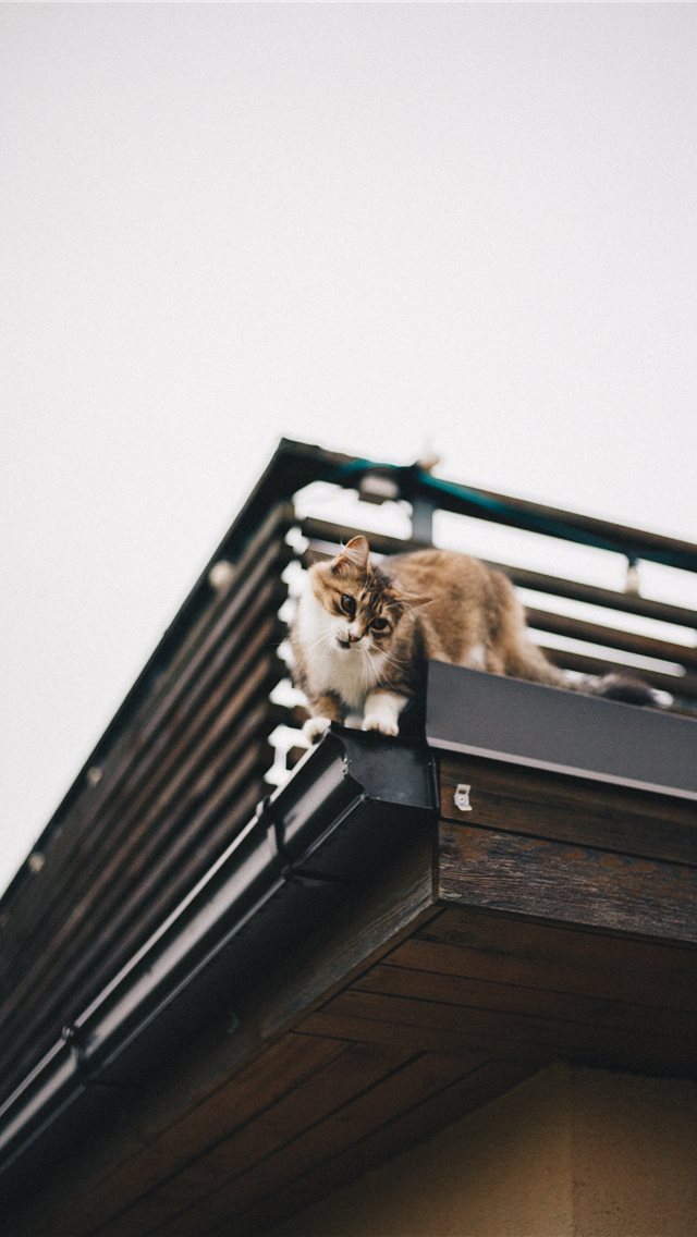 Mobile Phone - HD Wallpaper 