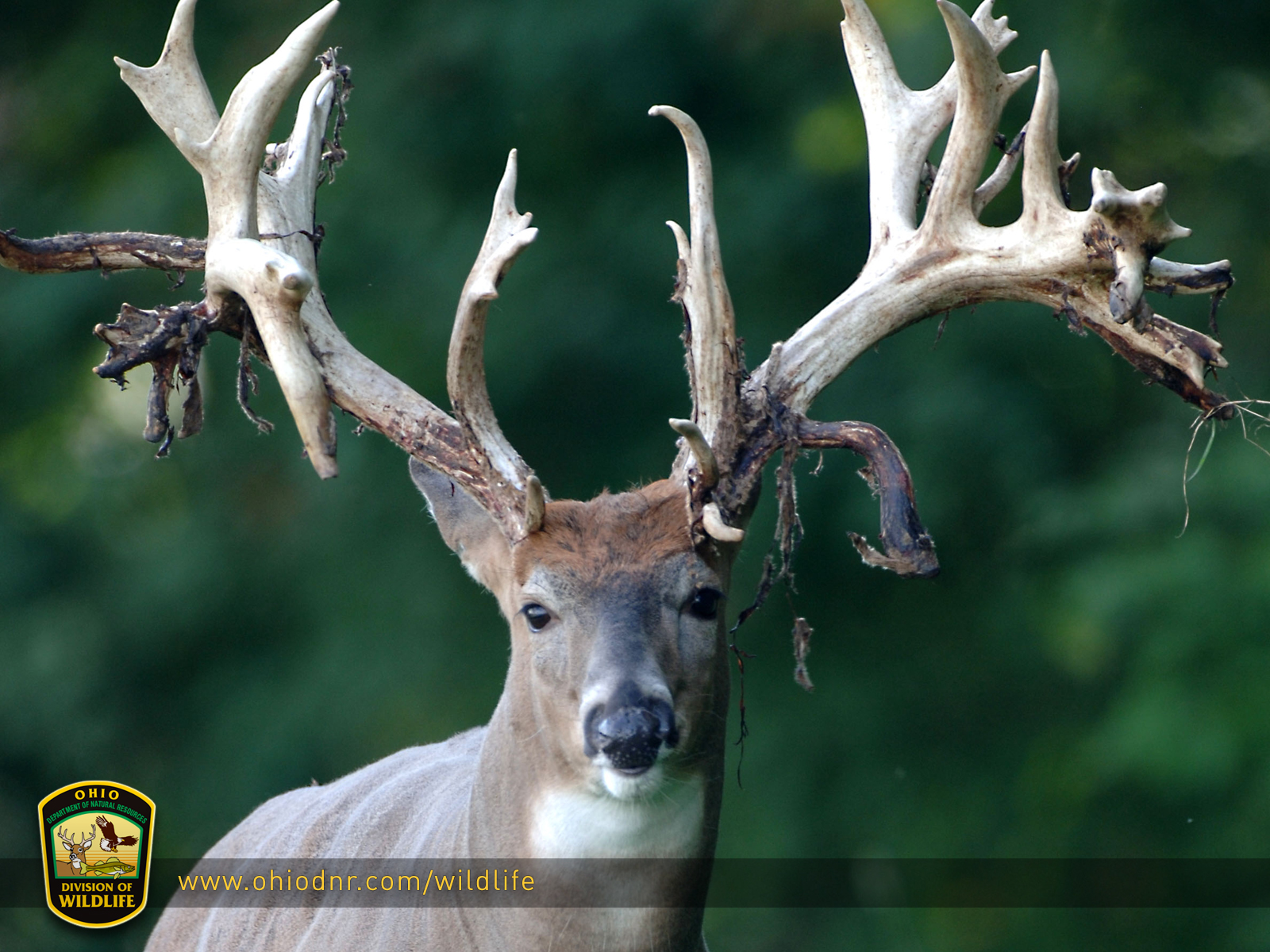 Free Hunting Wallpaper And Screensavers - HD Wallpaper 