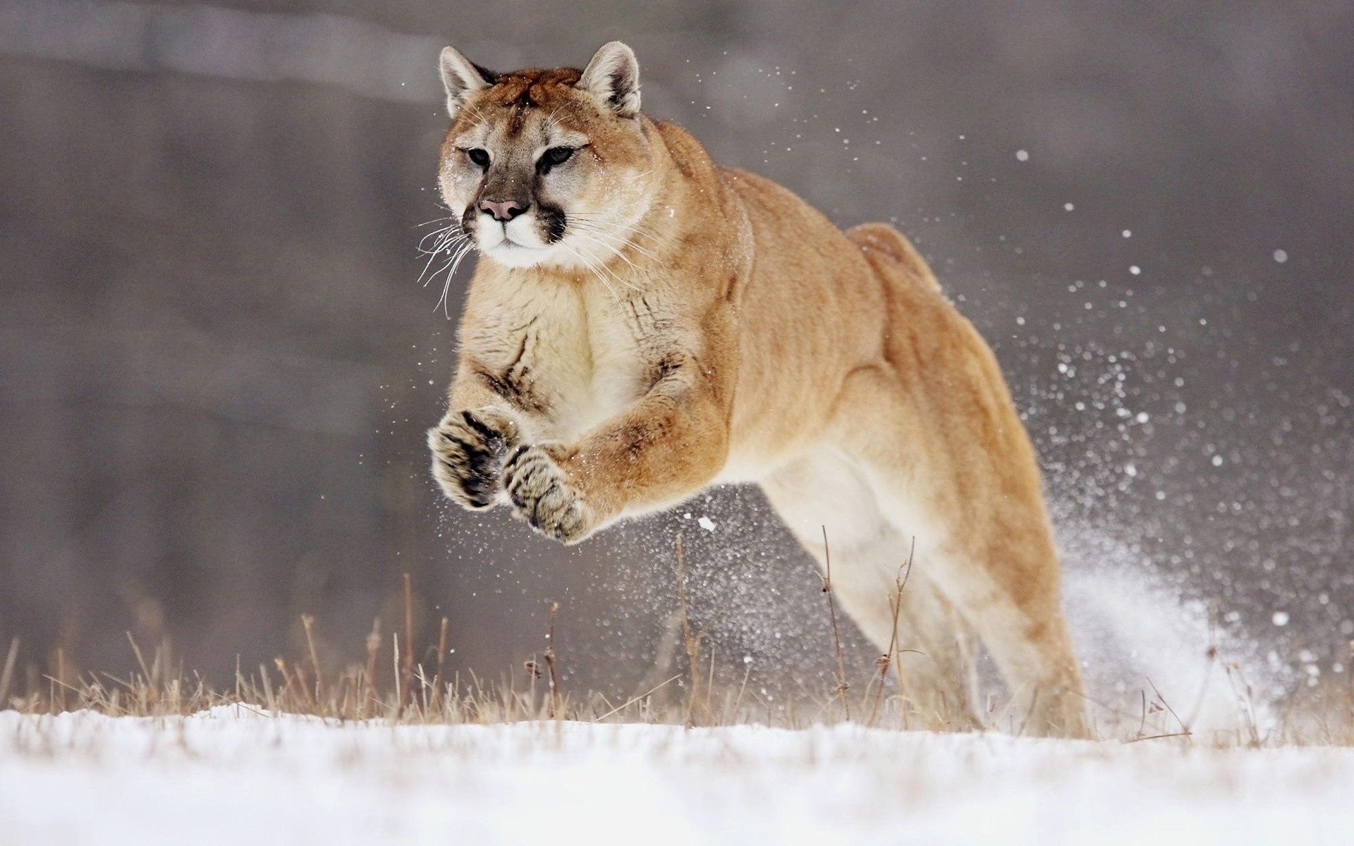 Animals Cat Mammal Wildlife Snow Winter Nature Outdoors - Mountain Lion - HD Wallpaper 