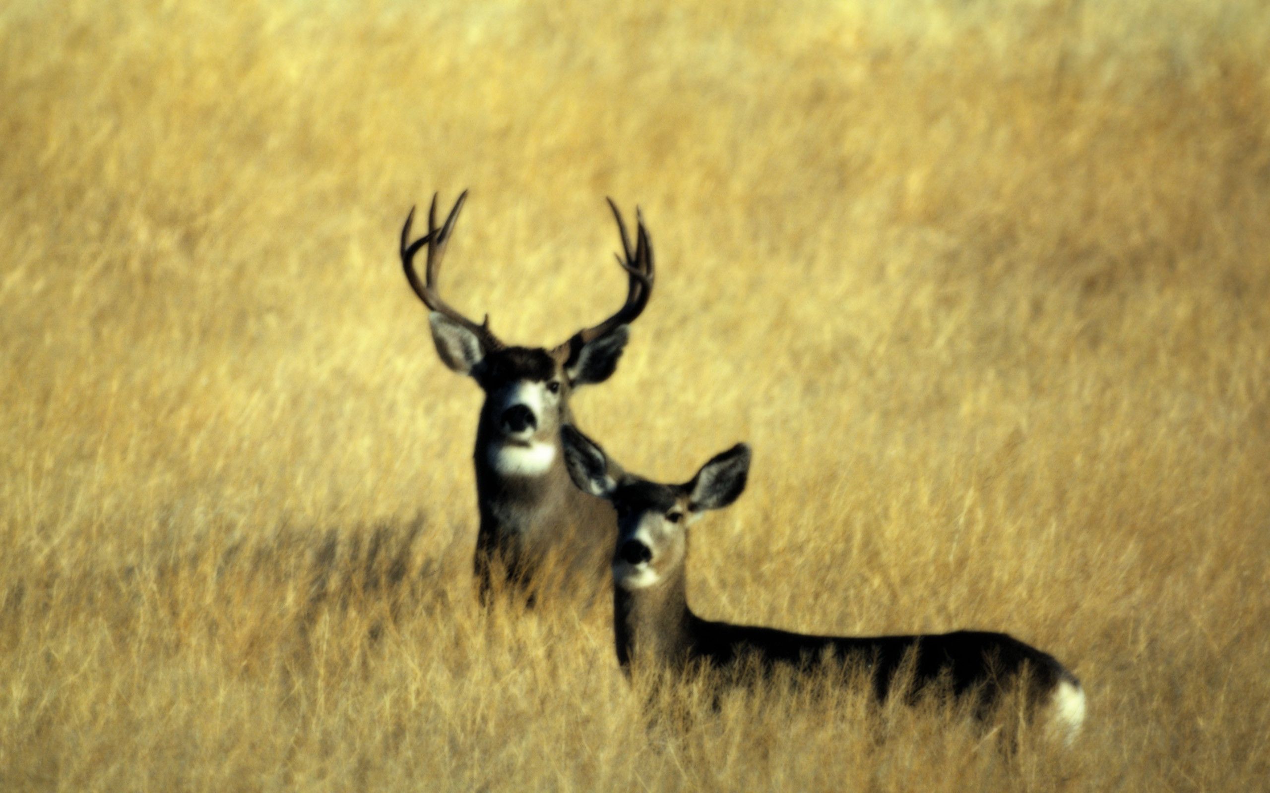 Free Hunting Wallpaper - Buffalo Gap National Grassland Mule Deer Hunting - HD Wallpaper 
