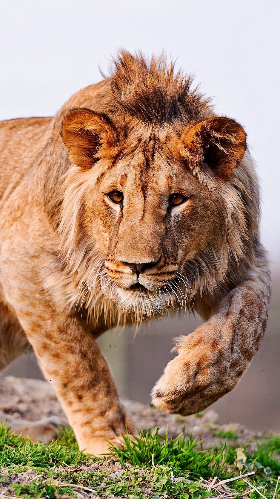 Wallpaper Lion, Hunting, Look, Walk, Care - Adolescent Lion - 938x1668 Wallpaper Wallpaper Lion, Hunting, Look, Walk, Care - Adolescent Lion - 938x1668 Wallpaper