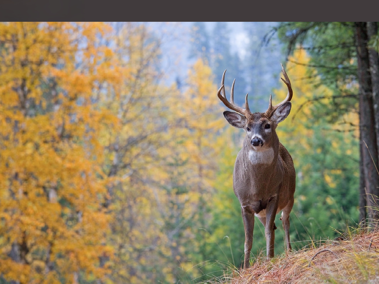 White Tail Buck Hd - HD Wallpaper 
