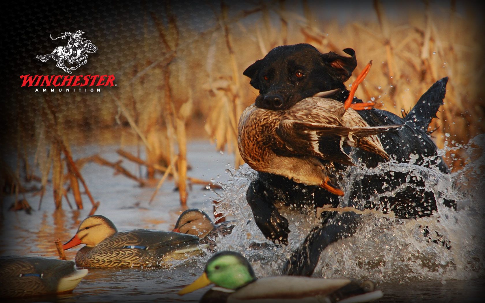 Winchester Backgrounds - HD Wallpaper 