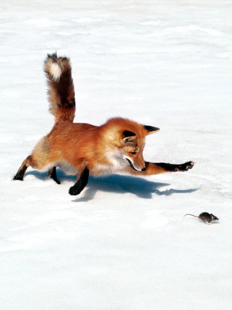 Survival Of The Fittest Funny - HD Wallpaper 