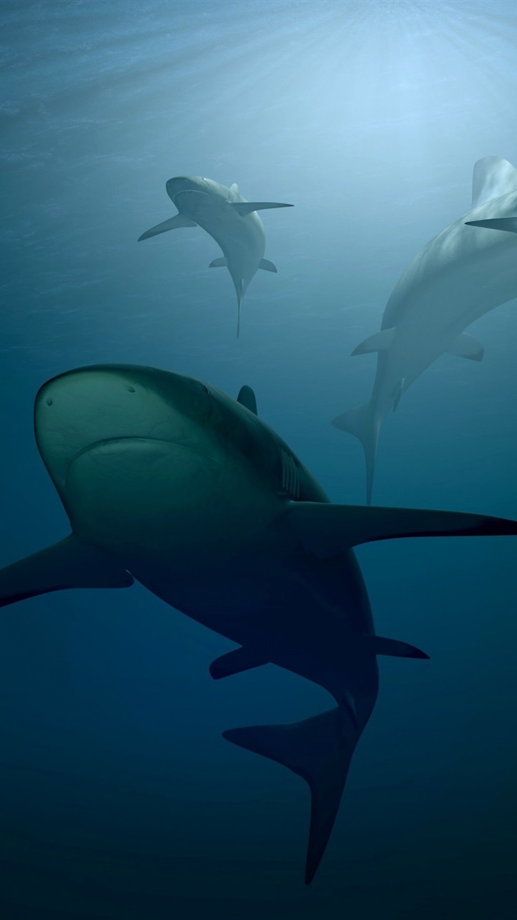 Iphone Wallpaper Shark, Underwater, Hunting - Fond D Écran Iphone Requin - HD Wallpaper 