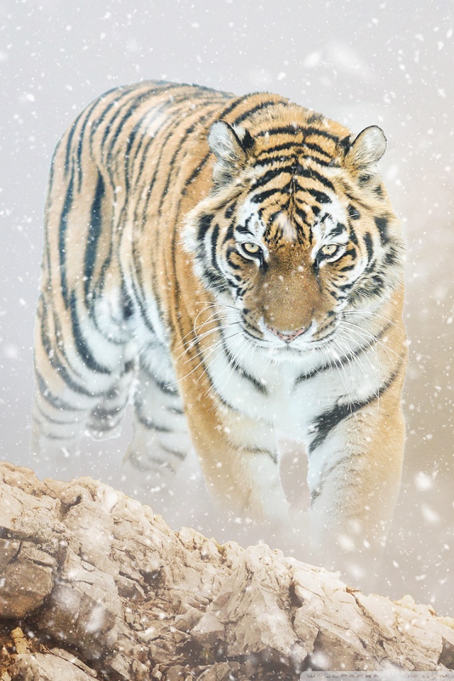 Tiger Hunting Iphone - HD Wallpaper 
